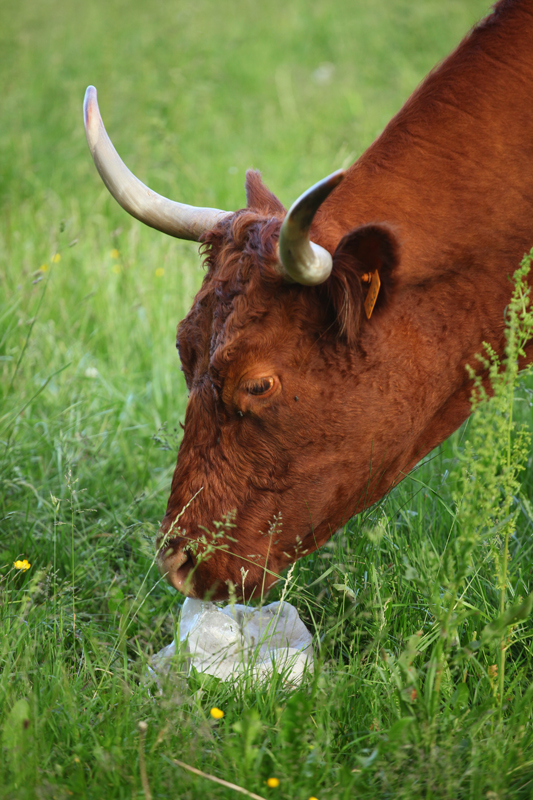 Salers Blavozy Copyright Laurence Barruel a